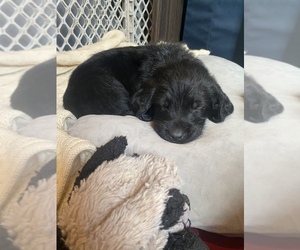 Labradoodle Puppy for sale in CLAREMORE, OK, USA