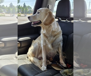 Mother of the Golden Retriever puppies born on 06/04/2025