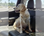 Small Photo #1 Golden Retriever Puppy For Sale in EUGENE, OR, USA