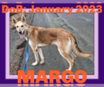 Small #1 Collie-German Shepherd Dog Mix