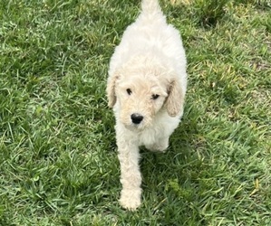 Goldendoodle-Poodle (Standard) Mix Puppy for sale in GROVELAND, FL, USA