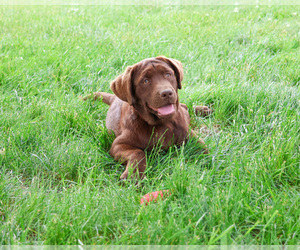 Labrador Retriever Puppy for sale in SYRACUSE, IN, USA