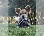 Small #1 Pomeranian