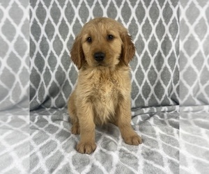 Golden Retriever Puppy for Sale in INDIANAPOLIS, Indiana USA