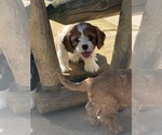 Puppy Levi Cavapoo (Miniature)