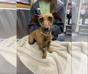 Dachshund Dogs for adoption in Fairbanks, AK, USA