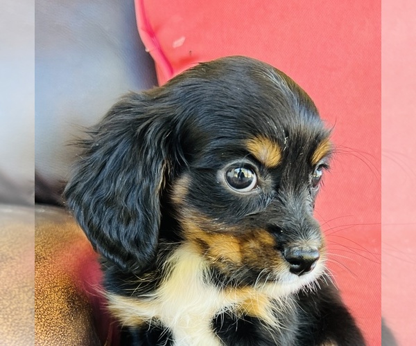 Medium Photo #11 Cavalier King Charles Spaniel Puppy For Sale in FRESNO, OH, USA