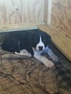 Small Photo #9 Great Dane Puppy For Sale in COVINGTON, GA, USA