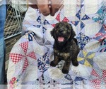 Puppy female merle Labradoodle