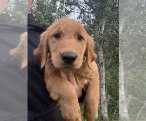 Medium Golden Retriever