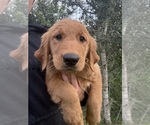 Puppy Fawn Golden Retriever