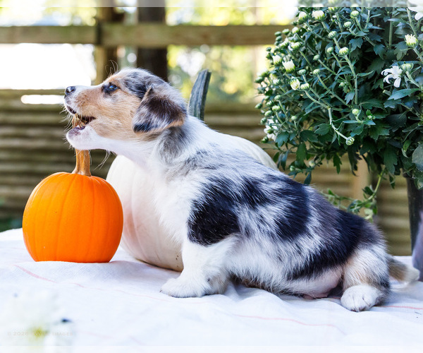 Medium Photo #4 Dorgi Puppy For Sale in WAKARUSA, IN, USA
