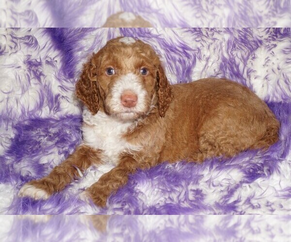 Medium Photo #2 Miniature Labradoodle Puppy For Sale in LA HABRA, CA, USA