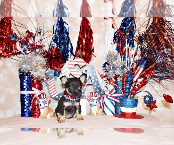 Medium Photo #43 Chihuahua Puppy For Sale in CHARLESTON, AR, USA
