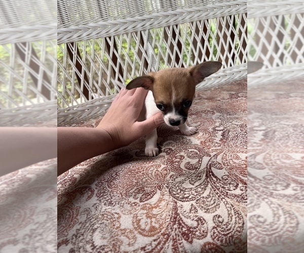 Medium Photo #2 Chihuahua Puppy For Sale in SAINT AUGUSTINE, FL, USA