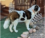 Small Photo #1 Saint Bernard Puppy For Sale in COLORADO SPRINGS, CO, USA