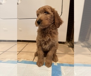 Goldendoodle Puppy for sale in LONG BEACH, CA, USA