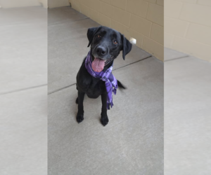 Labrador Retriever-Unknown Mix Dogs for adoption in McKinney, TX, USA