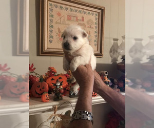 West Highland White Terrier Puppy for sale in S BRUNSWICK, NC, USA