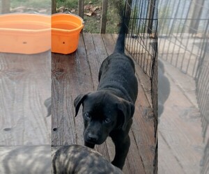 Daniff Puppy for sale in MARSHALL, AR, USA