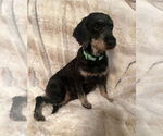 Small #1 Poodle (Toy)