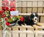 Puppy Baxter Bernese Mountain Dog