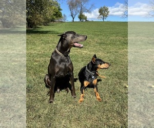 Father of the Doberman Pinscher puppies born on 12/04/2025