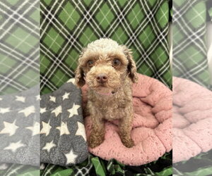 Poodle (Miniature) Dogs for adoption in Pacolet, SC, USA