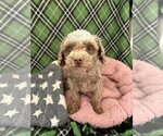 Small Poodle (Miniature)