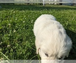 Small Photo #15 English Cream Golden Retriever Puppy For Sale in WOOSTER, OH, USA