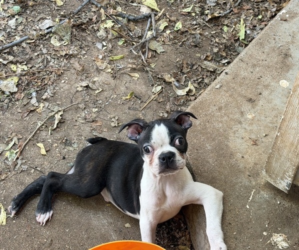 Medium Photo #1 Boston Terrier Puppy For Sale in ABILENE, TX, USA