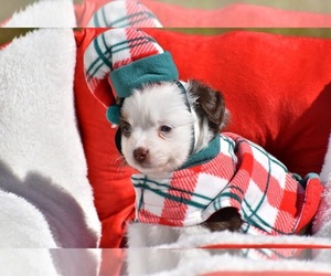 Miniature Australian Shepherd Puppy for sale in PALM COAST, FL, USA