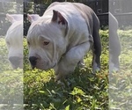 Small Photo #10 American Bully Puppy For Sale in JACKSONVILLE, FL, USA