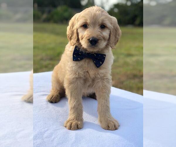Medium Photo #6 Goldendoodle Puppy For Sale in KISSIMMEE, FL, USA