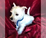 Small Photo #4 West Highland White Terrier Puppy For Sale in ROLLA, MO, USA