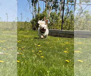 Shih Tzu-Unknown Mix Dogs for adoption in Brights Grove, Ontario, Canada