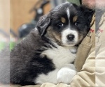 Small Photo #1 Australian Shepherd Puppy For Sale in CROWN POINT, IN, USA