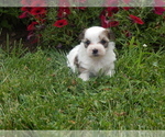 Puppy 1 Jack Russell Terrier-Maltese Mix