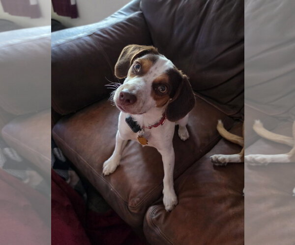 Medium Photo #1 Beagle Puppy For Sale in Las Vegas, NV, USA