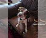Small Beagle