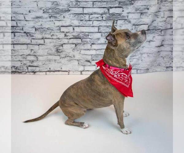 Medium Photo #4 Mutt Puppy For Sale in Kennesaw, GA, USA