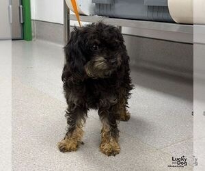 Boony - Female Poodle (Miniature)-Unknown Mix Dog for Adoption - Photo #2