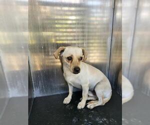 Chihuahua Dogs for adoption in San Antonio, TX, USA
