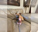 Small Photo #6 Chihuahua-Unknown Mix Puppy For Sale in Dallas, TX, USA