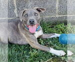 Small #6 American Pit Bull Terrier-Chihuahua Mix
