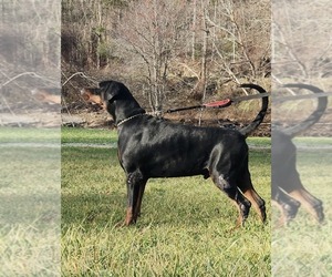Father of the Doberman Pinscher puppies born on 04/08/2025