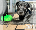 Small Photo #3 Labrador Retriever-Unknown Mix Puppy For Sale in Washington, DC, USA