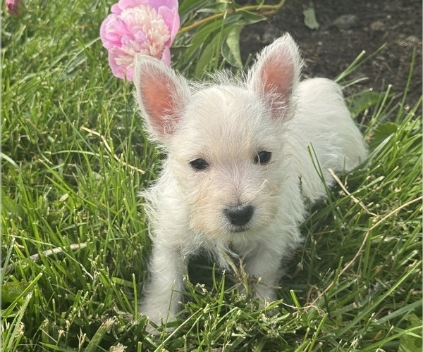 Medium Photo #1 West Highland White Terrier Puppy For Sale in CANOGA, NY, USA