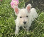 Image preview for Ad Listing. Nickname: Wanda