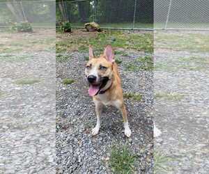 Siberian Husky-Unknown Mix Dogs for adoption in Lewistown, PA, USA
